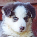 Lolli was adopted in 2003